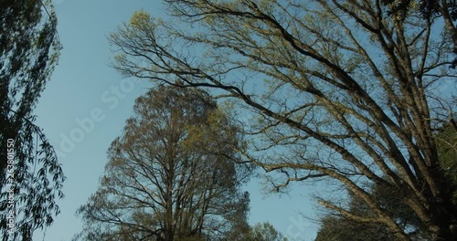 mighty trees gently swinging in the wind on blue sky