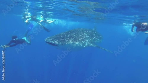 Slow motion, Group tourist slowly swim behind the Whale Shark - Rhincodon typus, Indian Ocean, Hikkaduwa, Sri Lanka