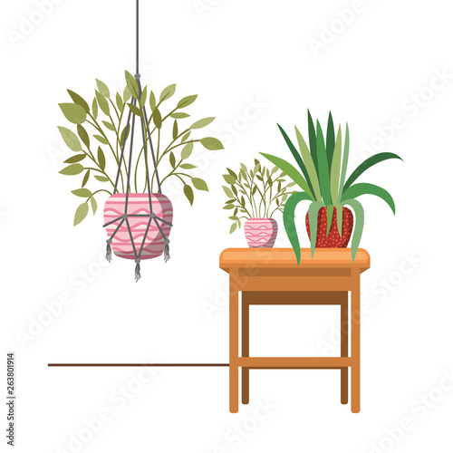 houseplants on macrame hangers and table
