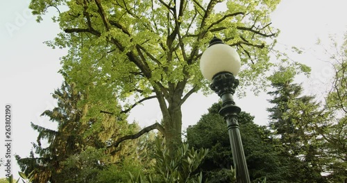 old style lamppost in front of big tree