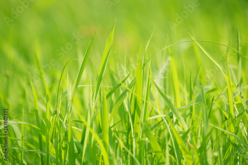 Green grass in eye level view for background or graphic design.