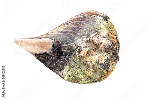 pacific Pen Shell on white background
