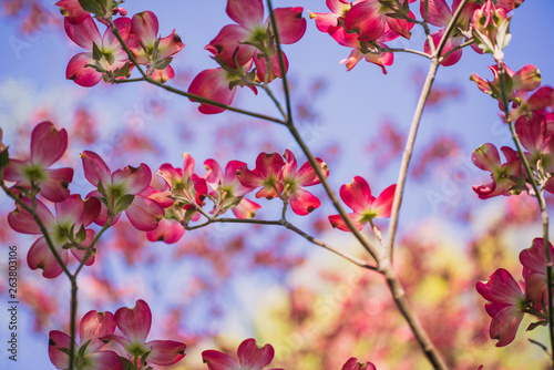 Pink dogwood flowers blooming in the Spring