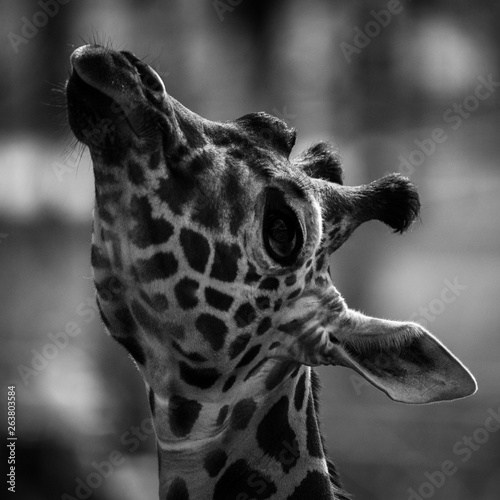 Photography Giraffe