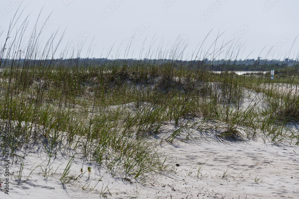 Beach Grass