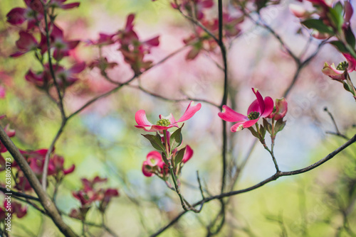 Pink dogwood flowers blooming in the Spring