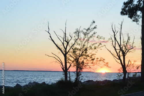 tree at sunset © Bree