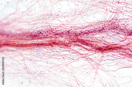 Areolar connective tissue under the microscope view.
