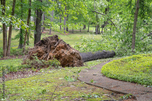 Photography Large oak tree fallen in yard after tornado