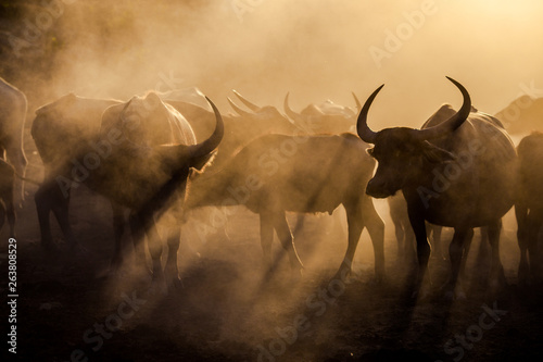 The background of animals (buffalo herds) that walk, run in the fields, are blurred by movement, live together in groups and use for agriculture, rice farming in Thailand.