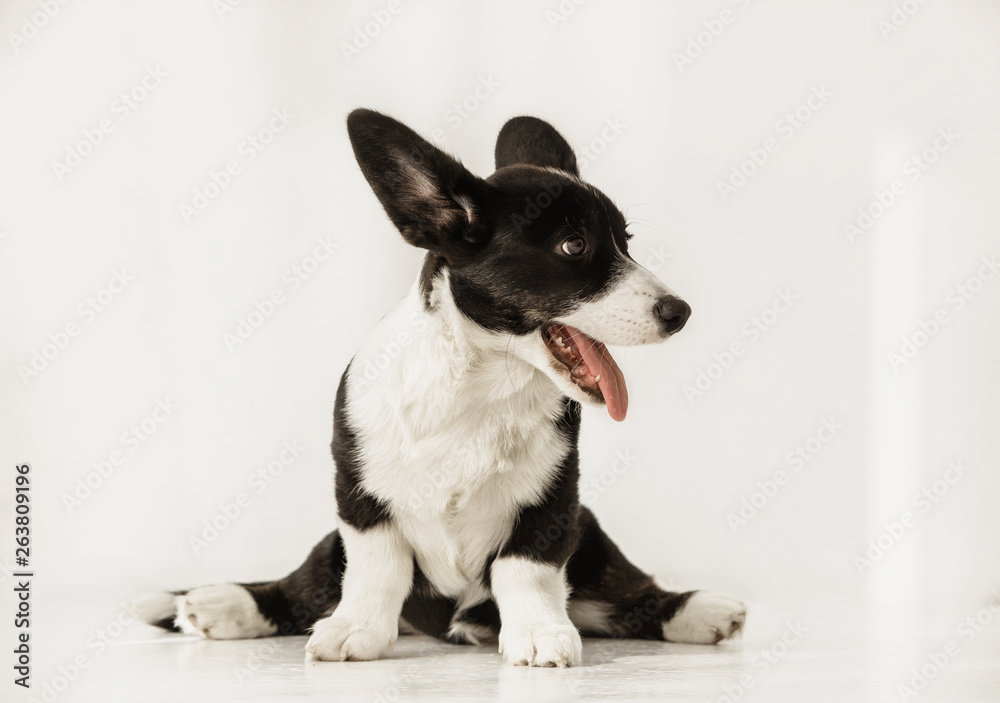 Portrait of black and white corgi doing splits and looking at side on a floor