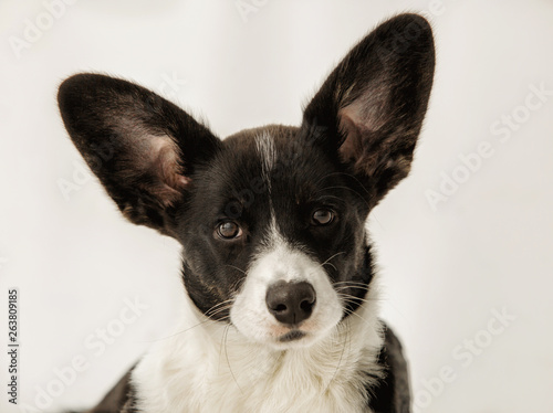 Portrait of black and white corgi on an isolated background