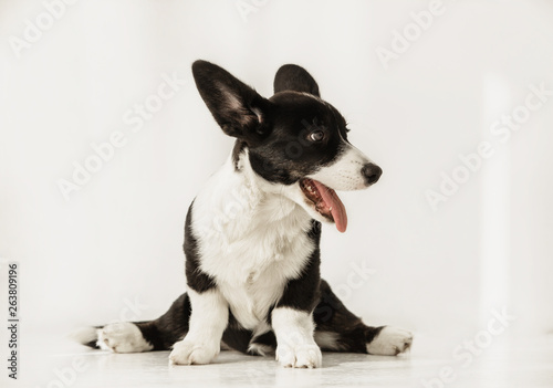 Portrait of black and white corgi doing splits and looking at side on a floor © kristinakibler