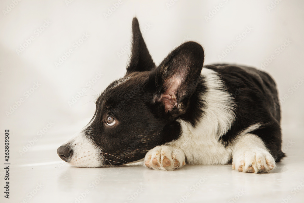 Close shot of black and white corgi lying and relaxing on a floor
