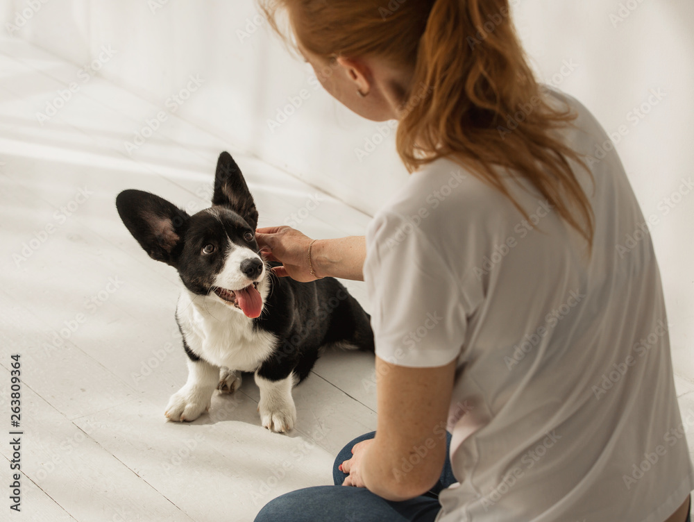 TOP VIEW: Portrait of black and white corgi sitting on a floor and caucasian woman pet it in light room