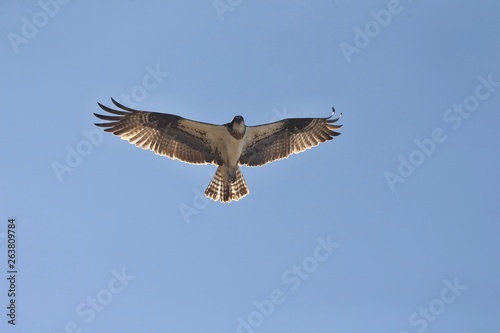 Western osprey  Pandion haliaetus  in flight.Bird of prey also called sea hawk  river hawk  and fish hawk