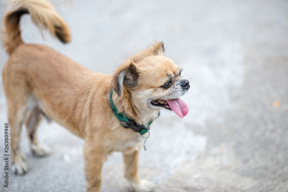 Background view of the dog's face close-up, Mediterranean Pomeranian species, not very large, with blurred movements, often kept as a lonely friend or sometimes at home Background view of the dog's face close-up, Mediterranean Pomeranian species, not very large, with blurred movements, often kept as a lonely friend or sometimes at home
