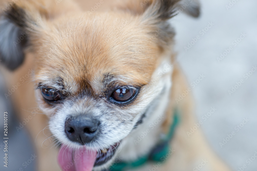 Background view of the dog's face close-up, Mediterranean Pomeranian species, not very large, with blurred movements, often kept as a lonely friend or sometimes at home Background view of the dog's face close-up, Mediterranean Pomeranian species, not very large, with blurred movements, often kept as a lonely friend or sometimes at home