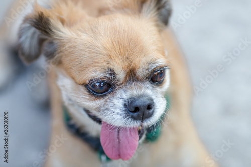 Background view of the dog's face close-up, Mediterranean Pomeranian species, not very large, with blurred movements, often kept as a lonely friend or sometimes at home © bangprik