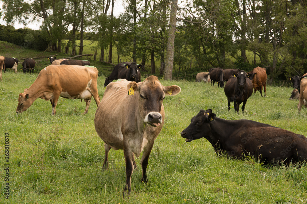 Inquisitive cattle and cows having their photo taken Inquisitive cattle and cows having their photo taken