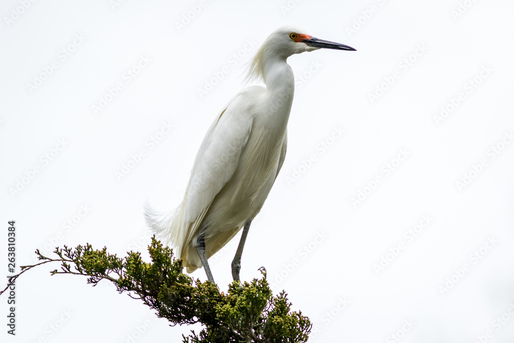 Snowy Egret, Egretta thula, a small white heron looks graceful and elegant in delicate whispy plumage on green branch and white background Snowy Egret, Egretta thula, a small white heron looks graceful and elegant in delicate whispy plumage on green branch and white background