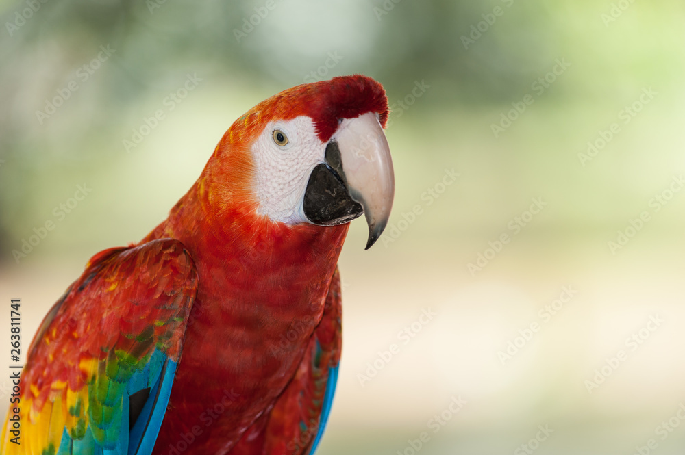 close up of red macaw parrot