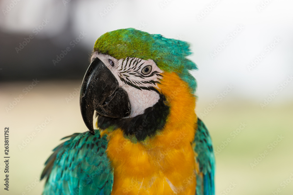 close up of green macaw parrot