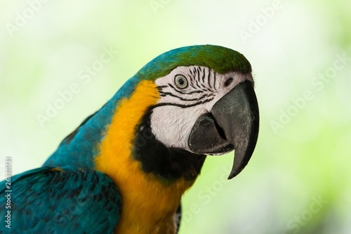 close up of green macaw parrot © geno sajko