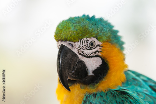 close up of green macaw parrot