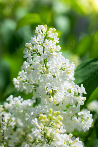 Branch of blossoming white lilac on a sunny day
