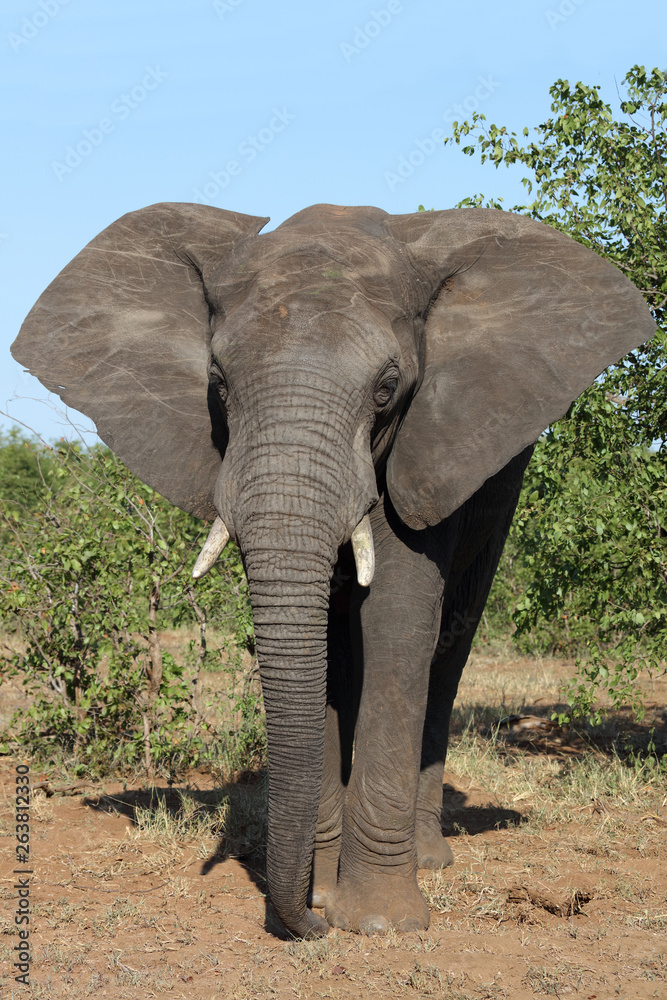 Fototapeta premium Afrikanischer Elefant / African elephant / Loxodonta africana
