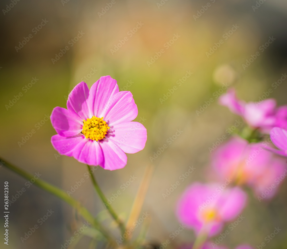 Cosmos flowers on a blurred background. Cosmos flowers on a blurred background.