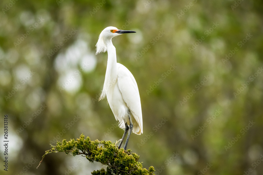 Snowy Egret, Egretta thula, a small white heron looks graceful in delicate whispy plumage on green branch and background Snowy Egret, Egretta thula, a small white heron looks graceful in delicate whispy plumage on green branch and background