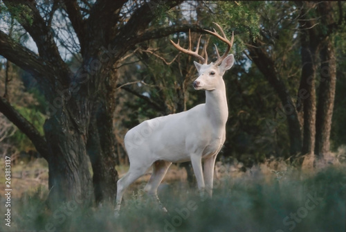 White Whitetail Buck
