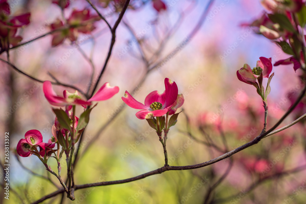 Obraz premium Pink dogwood flowers blooming in the Spring