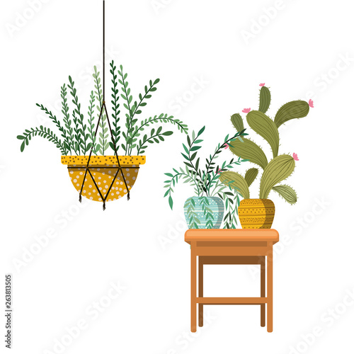 houseplants on macrame hangers and table