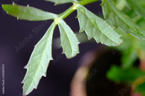 green leaf of marigold