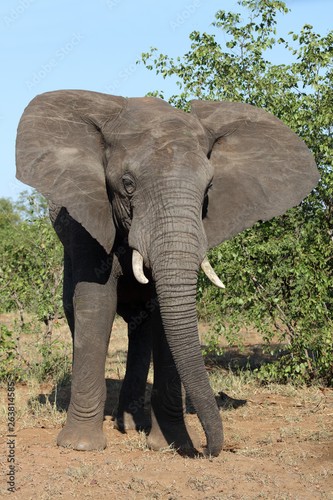 Fototapeta premium Afrikanischer Elefant / African elephant / Loxodonta africana