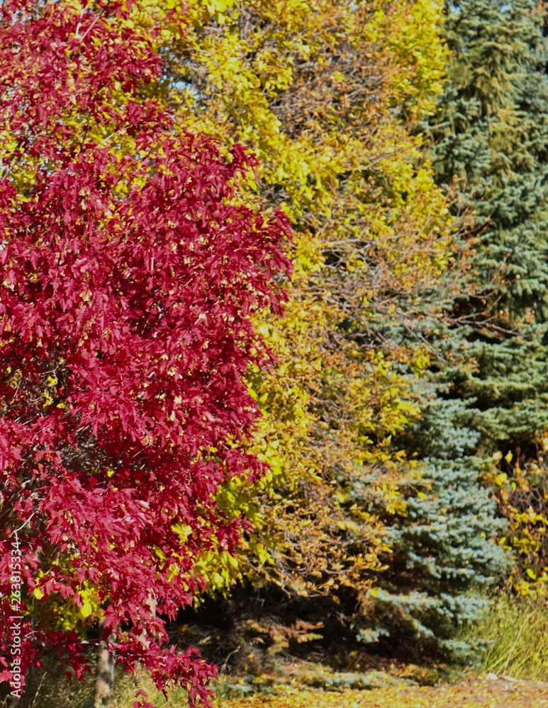 Beautiful Red, yellow, and green trees in a row Beautiful Red, yellow, and green trees in a row