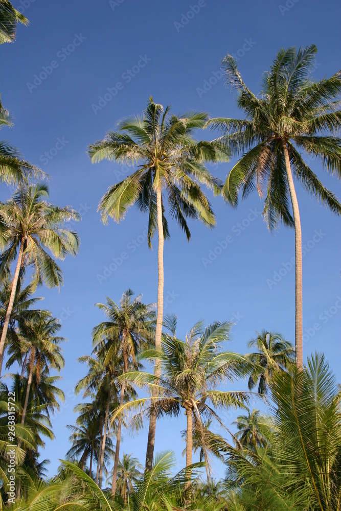 Kokospalmen im tief blauen Himmel