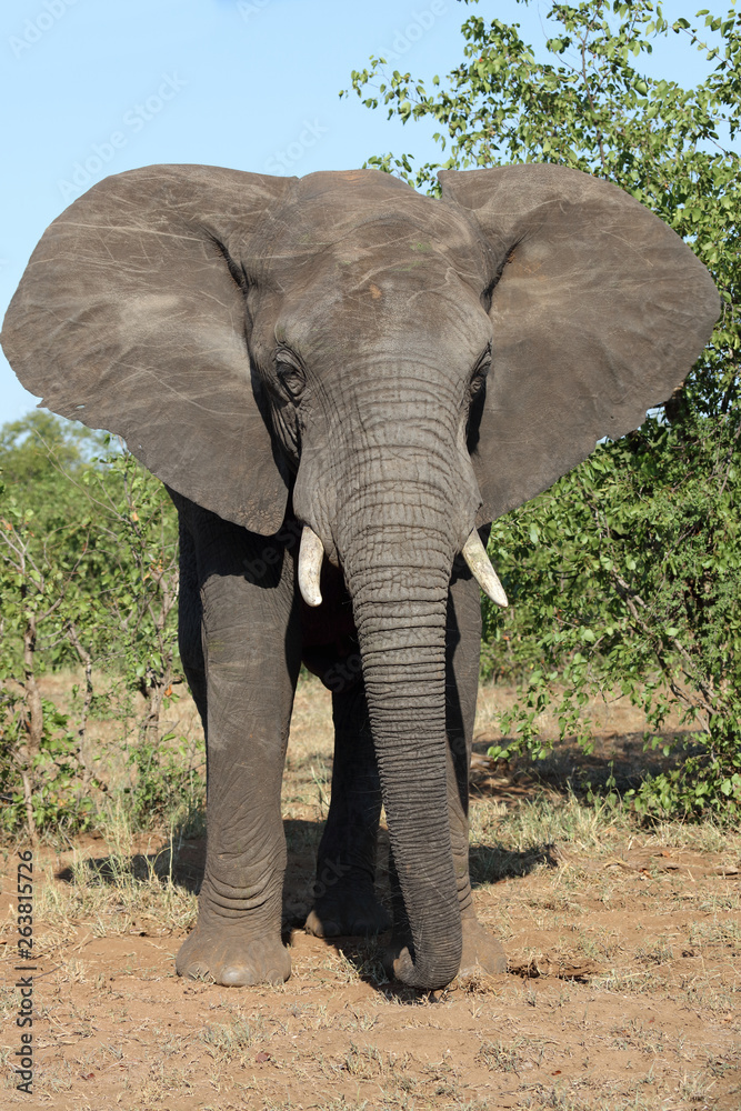 Obraz premium Afrikanischer Elefant / African elephant / Loxodonta africana