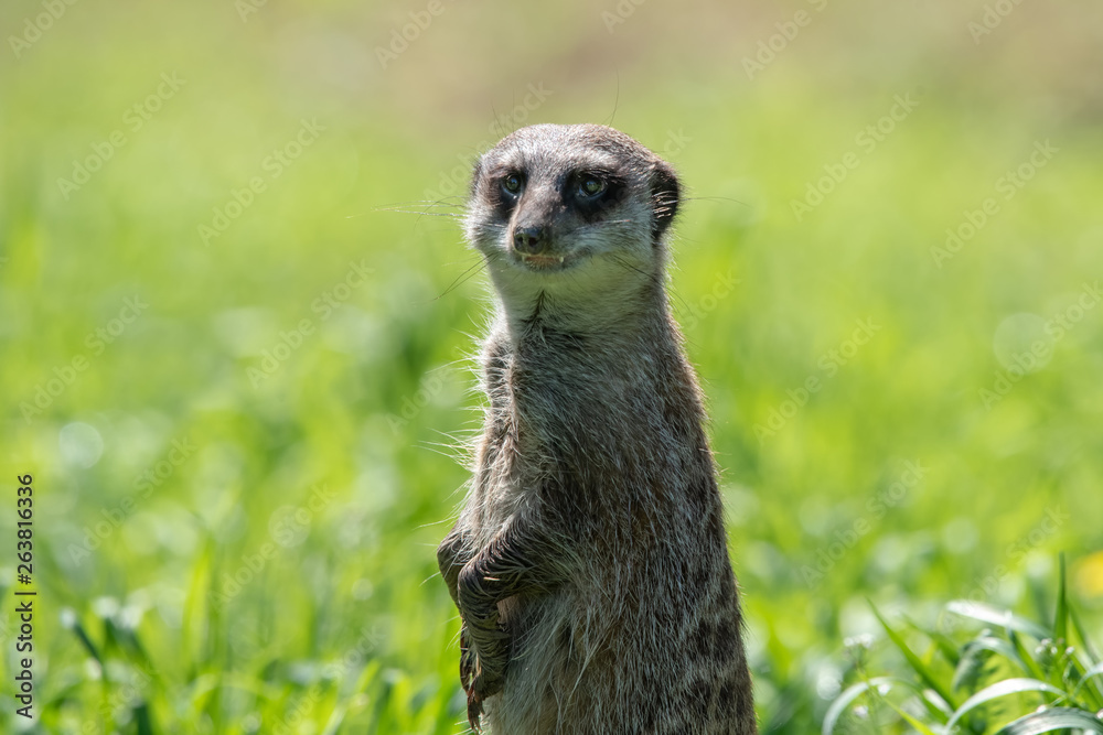 Fototapeta premium meerkat
