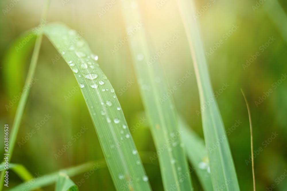 Closeup Drops of water on green leaf, the nature view in the garden at summer. Closeup Drops of water on green leaf, the nature view in the garden at summer.