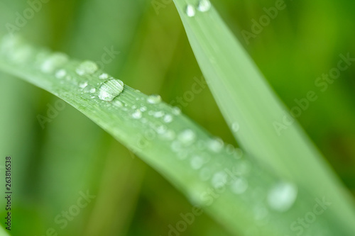 Closeup Drops of water on green leaf, the nature view in the garden at summer.