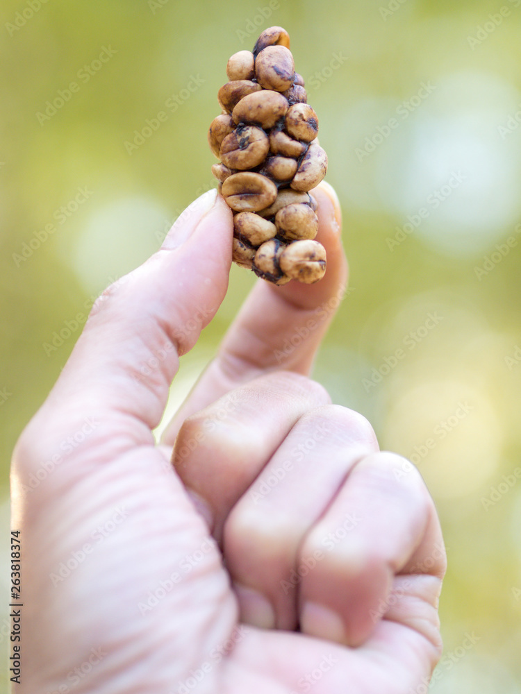 Coffee, a civet