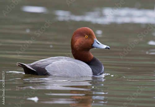 Drake Redhead duck swims on a calm pond photo