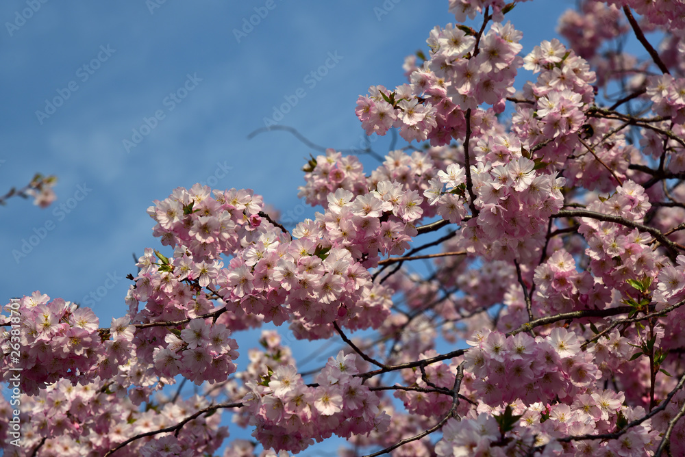 zweige von kirschblüten im frühling vor blauem himmel zweige von kirschblüten im frühling vor blauem himmel