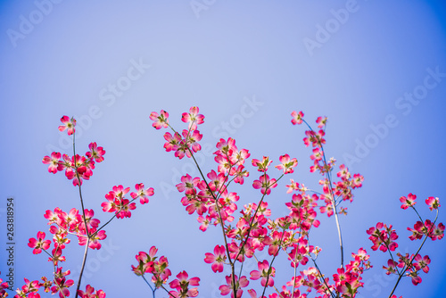 Pink dogwood flowers blooming in the Spring. Room for text.
