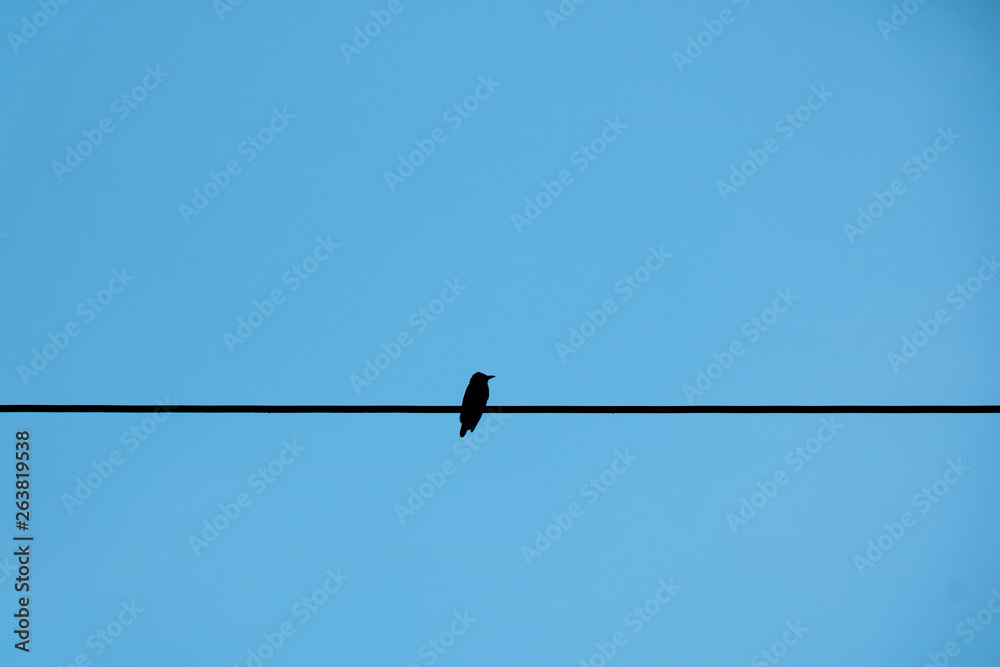 Alone birds on a wire, Alone bird is on the electric cable, Alone birds  sitting on a wire isolated Photos | Adobe Stock
