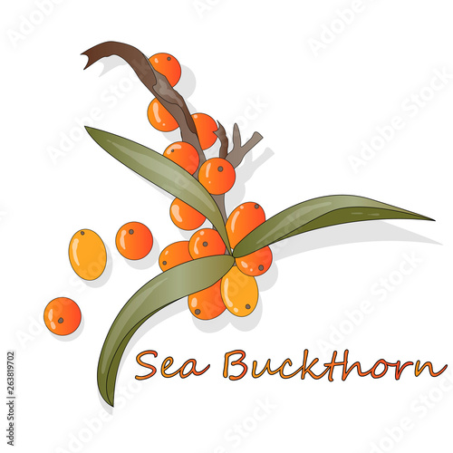 Branch of sea buckthorn berries with leaves. Vector illustration set on white background.